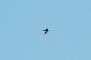 Swallow, White-throated Swift, 2010-07036411b Dedication Point, ID